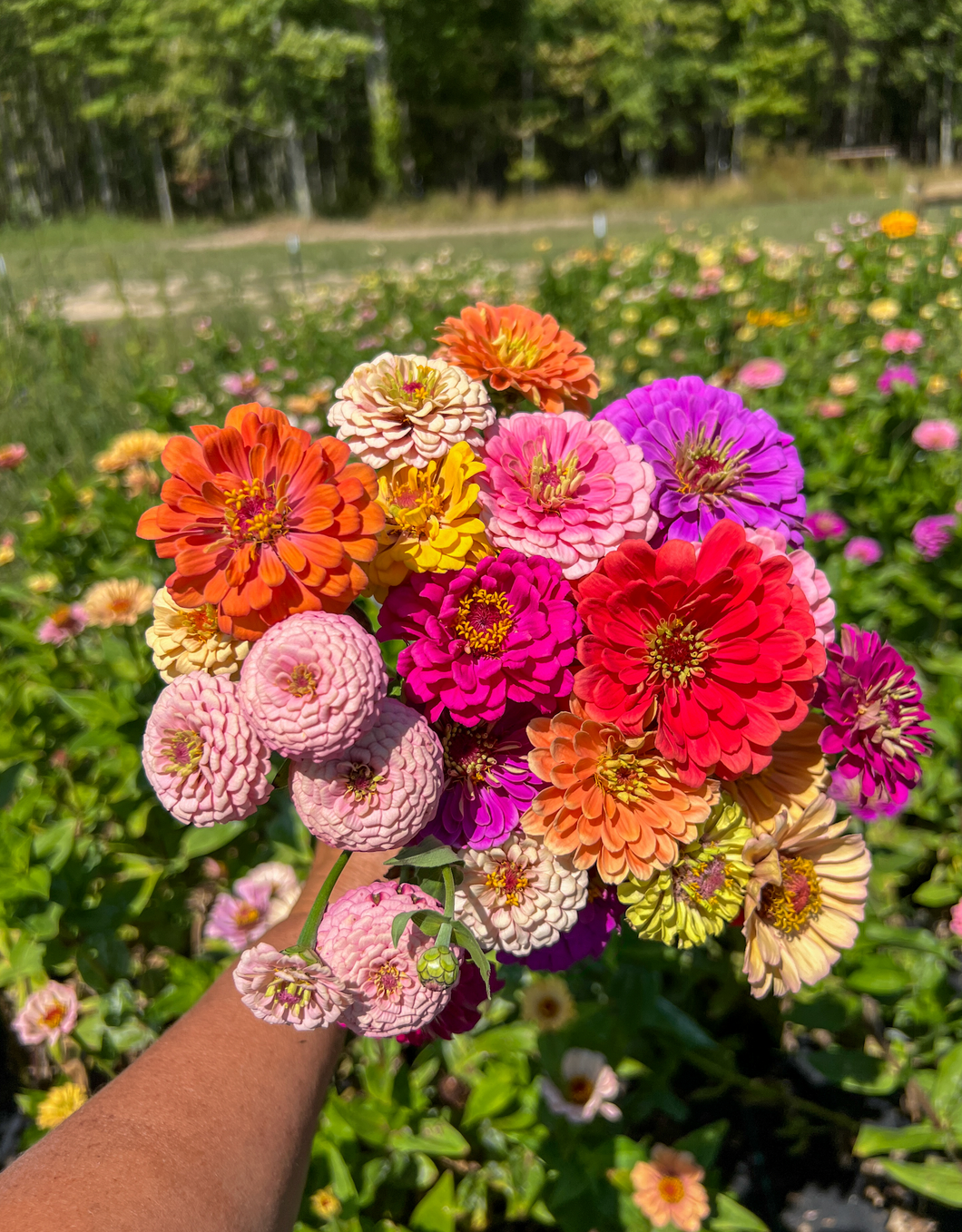 5-week Half Summer Flower CSA