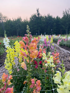 5-week Half Summer Flower CSA