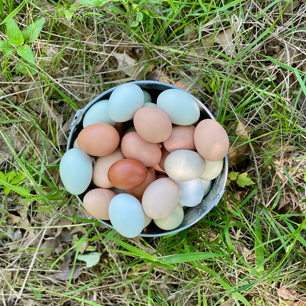 Eggs (1 dozen)